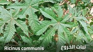 moringa feuille et poudre