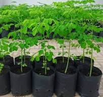 المورينقا في كل دار 